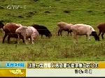 丝路万里行车队感受那拉提的美