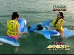 水中大战 9号翻下海豚