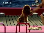 可爱贵宾犬搞笑表演乐翻全场