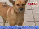狂犬病日 疾控专家教您辨别真假疫苗