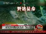 人猪大战 狩猎队员持枪击中野猪