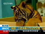 “混血”小老虎首次与公众见面