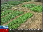 小区门口绿化带变私家菜园