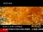 最勤奋　张导一竿子捅开中国商业大片大门