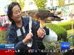 拿鹰当宠物遛，先得申请才行