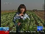 白菜批发价八毛左右 较前期略降
