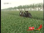 青岛农业向现代农业加快推进