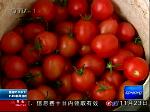 太空西红柿成“抢手货”