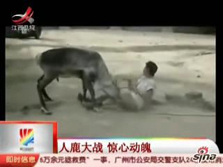 动物园雄鹿发狂追顶管理员演人鹿大战