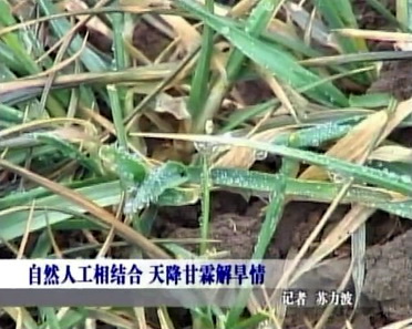 莱西：自然人工相结合天降甘霖解旱情