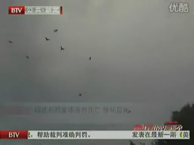 印度乌鸦集体离奇死亡 吓坏居民