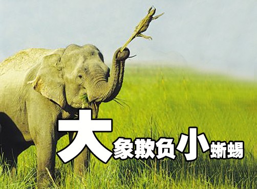 动物界的以大欺小：大象拿蜥蜴当溜溜球
