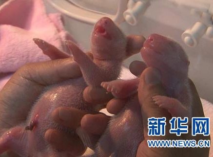 成都今年首对大熊猫龙凤胎诞生