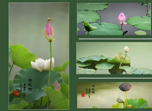 清新雅致荷花组图 本网拍客拍于李村河风景区