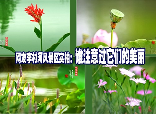 网友李村河风景区实拍：谁注意过它们的美丽