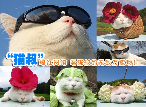 “猫叔”爆红网络  看猫叔的无敌万能顶！