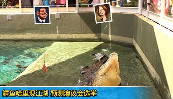 候选人成鸡肉，“鳄鱼哥”看好现任总理吉拉德