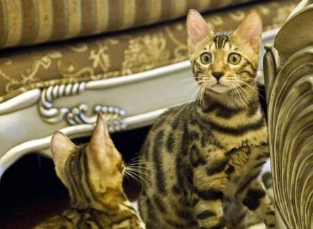 难得一见 孟加拉豹猫亮相上海宠物展