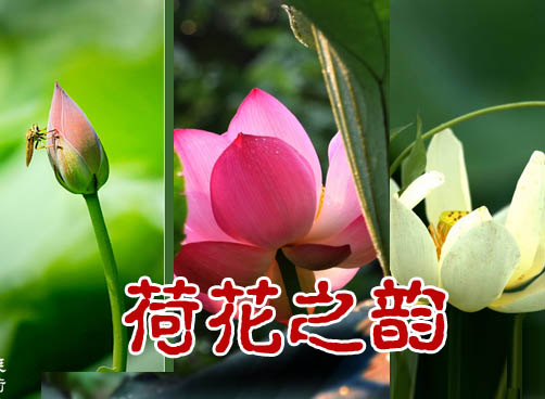 拍客荷花摄影作品汇总欣赏