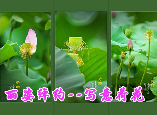 拍客蔚蓝色的海作品---荷花