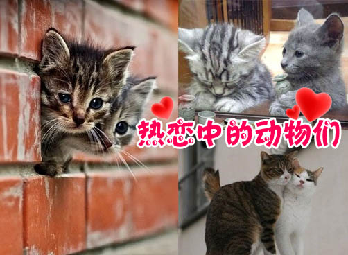 趣图，看看“热恋”中的动物们