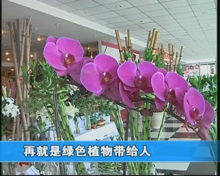 崂山：国庆我区花卉市场销售旺