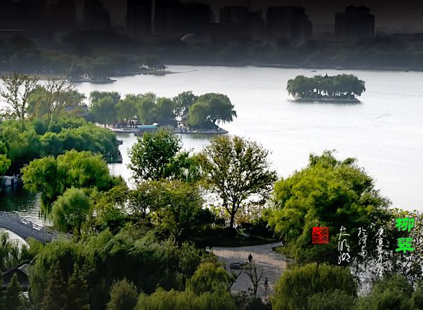 拍客作品：大明湖翠柳