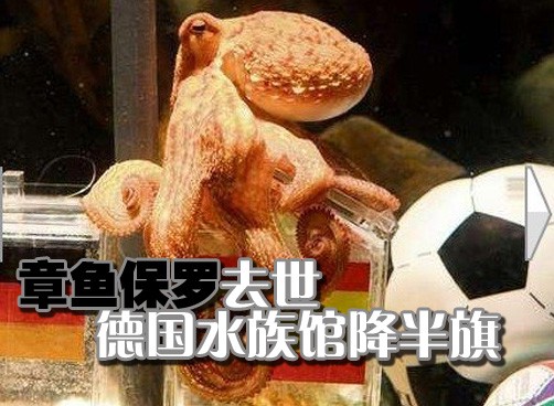 水族馆正在物色预测帝接班人  仍将起名“保罗”