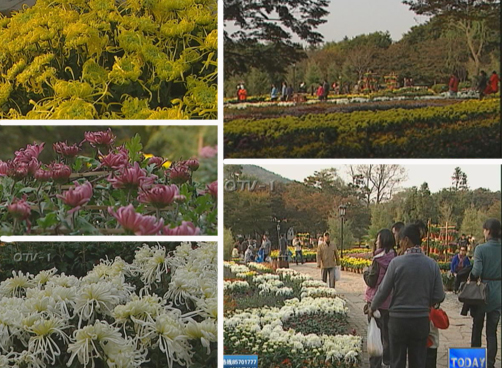 秋季菊展开幕，20万盆菊花扮靓中山公园