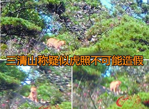 三清山称疑似虎照不可能造假
