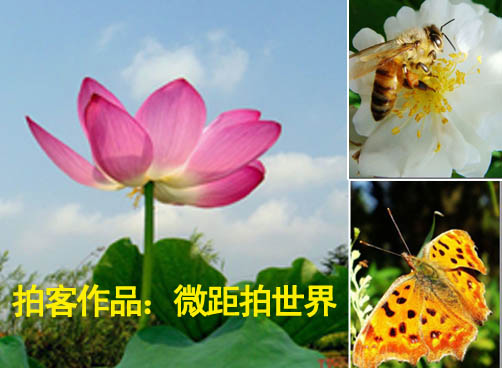 【拍客探洋】动植物微距小品
