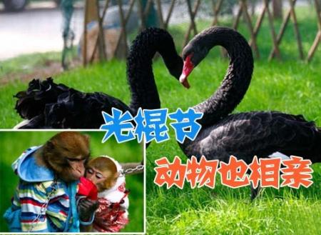 11月11日光棍节，云南野生动物园举办相亲大会