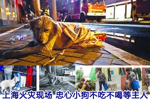 上海火灾现场发现忠心小狗
