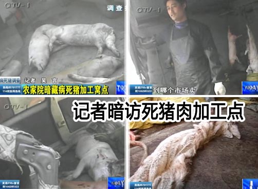 记者暗访：农家院暗藏病死猪加工窝点