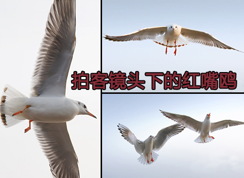 [拍客：蔚蓝色的海]青岛海边的红嘴鸥