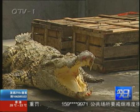 8条泰国鳄落户野生动物世界