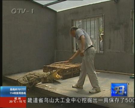 驯鳄人潘洪新—与鳄鱼为伴的人