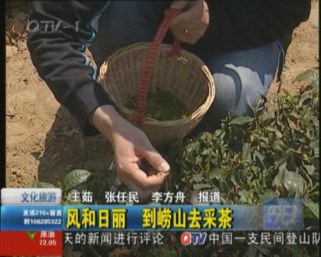风和日丽  崂山王哥庄去采茶