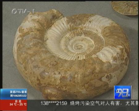 货物夹带古化石  海关当场查扣