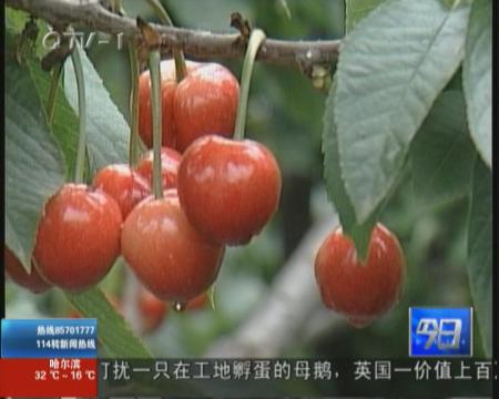 莱西小夼村的富硒樱桃提前上市啦