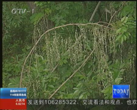 喷了农药依然采  公园槐树遭殃