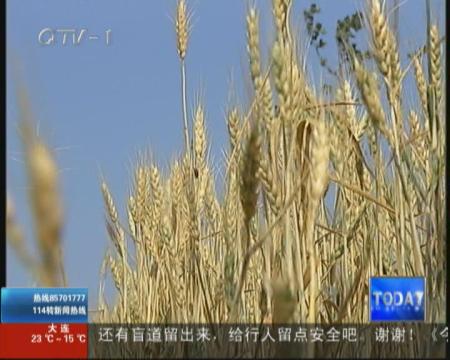 麦收未到  八亩小麦一夜“早熟”