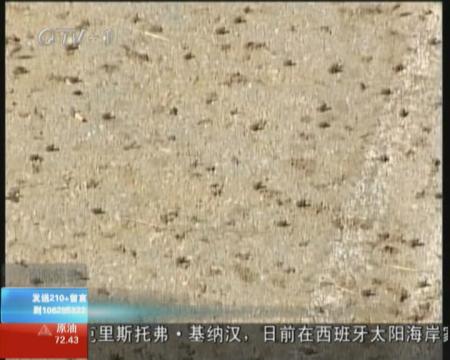百万青蛙“攻占”希腊高速路