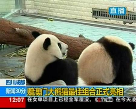 赠澳门大熊猫最佳组合正式亮相
