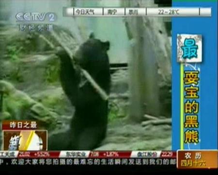 昨日之最：最耍宝的黑熊