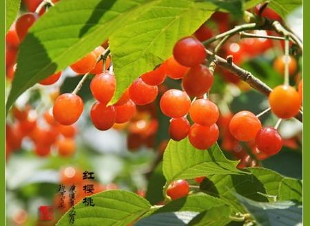 网友实拍 崂山红樱桃