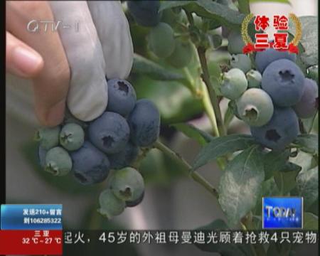 三年精心培育  蓝莓进入采摘季