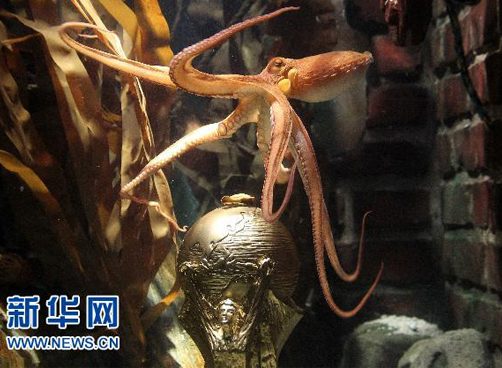 神奇章鱼保罗“加冕”大力神杯