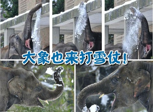 德国柏林：大象玩雪乐翻天