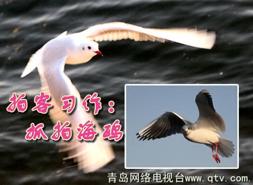 i拍网友“蓝色畅想”精彩鸥片习作推荐